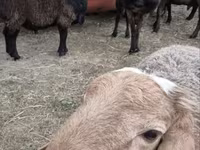 Carneiro, Hissar sheep — foto 1