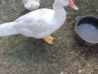 Ducks — الصورة 3