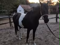 母马, Appaloosa — 照片 7
