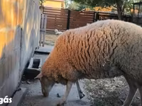 Sheep, Sheep — photo 1