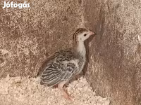 Guinea fowl — Foto 2