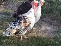 Turkeys — foto 1