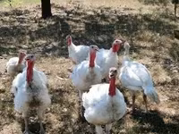 Turkeys — Foto 4