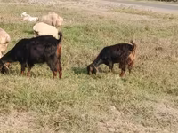 Cabras (lote, sexo no especificado), Cabras — foto 2
