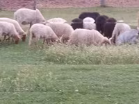 मेढ़ा, Racka sheep — फ़ोटो 4