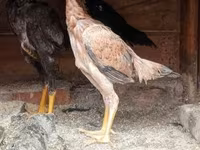 Chickens — الصورة 1