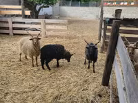 Kos, Racka sheep — 2. fotó