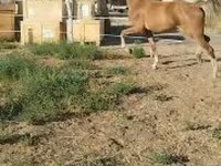 Mare, Dutch warmblood horse — photo 6