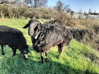 Carnero, Tian-Shan semifinewool sheep — foto 5