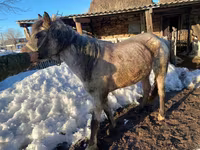 Jument, Kazakh horse — photo 3