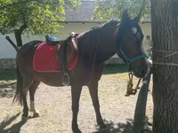 母马, Horses — 照片 3
