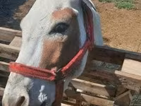 Cheval, Chevaux — photo 7