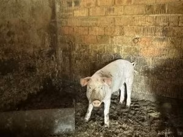 Boar,  — Hungary