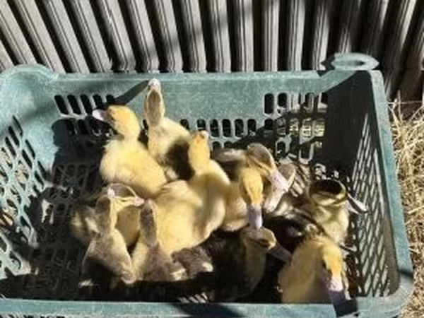 Ducks — Ungarn