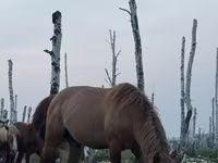 Hing, Kushum Horse — 4. fotó