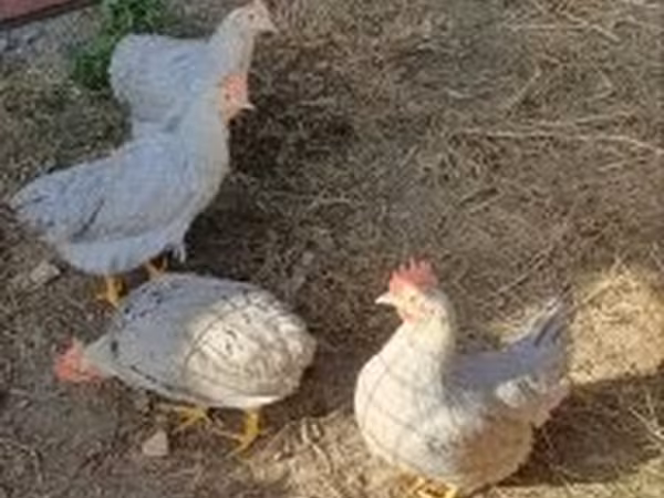 Chickens — 匈牙利