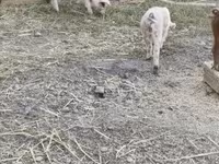 Boar, Дюрок — photo 4