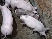 猪（批次，未指定性别）, Pigs — 照片 4