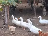 Ducks — 照片 2