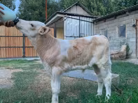 Buğa, Monbelyard — foto 2