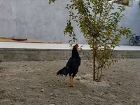 Shamo chickens — foto 4