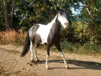 Mare, Horses — photo 2