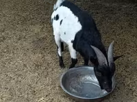 公山羊, Nigerian dwarf goats — 照片 2