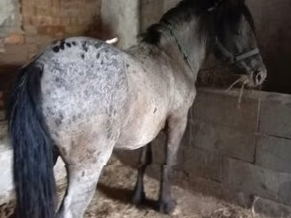 حصان, Appaloosa