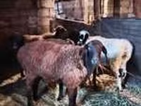 Qoç, Rhon sheep — foto 3