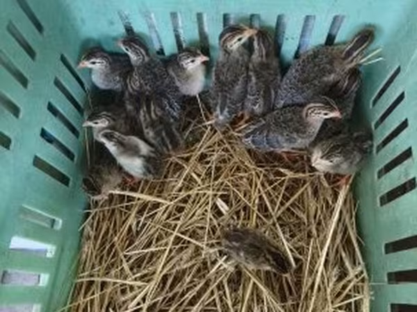 Guinea fowl — Hungary