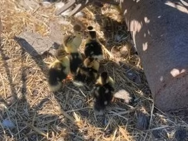 Ducks