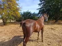 Yegua, Standardbred — foto 4