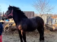 Cheval, Nonius horse — photo 7