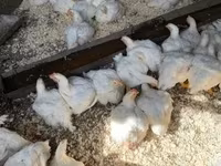 Chickens — الصورة 1