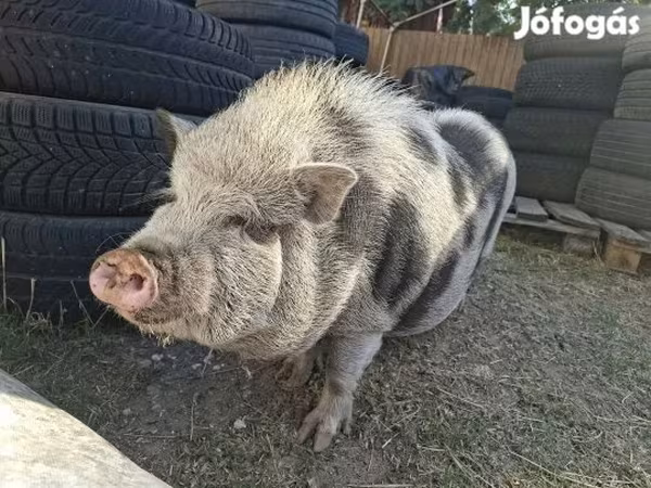 公猪,  — 匈牙利