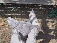 Brahma — zdjęcie 1