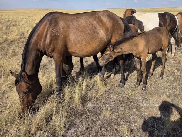 Klisna, Kazakh horse