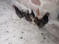 Ayam Cemani — 2. fotó
