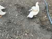Ducks — foto 4