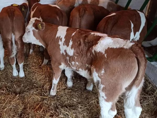 İribuynuzlu mal-qara (partiya, cinsi göstərilməyib), Simmental cattle