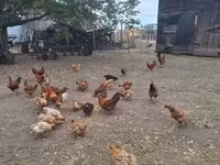 Chickens — 1-сурет