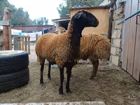 Kos, Blackheaded Persian sheep — 4. fotó