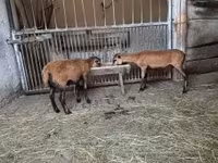Kos, Cameroon sheep — 2. fotó