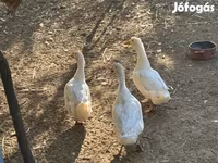 Ducks — Foto 2
