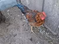 Chickens — 3. fotó