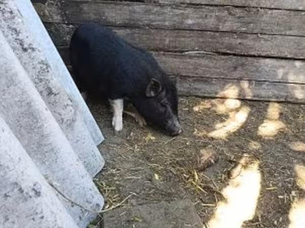 Boar, Вьетнамская вислобрюхая