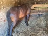 Cheval, Chevaux — photo 8