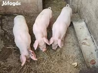 Pigs (batch, sex not specified), Pigs — photo 2