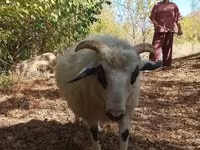 Kos, Racka sheep — 5. fotó