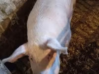 Boar, Крупная белая — photo 3